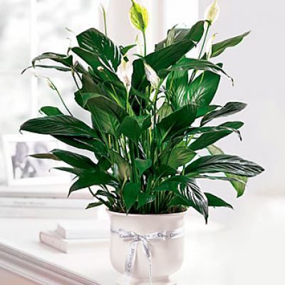 Offer unspoken words of comfort, hope and peace. Our creamy white ceramic planter holds an elegant peace lily plant. Dark green leaves offer a calm background for the white candle-like blooms of this easy to care for plant. Send as a tribute to the departed and a silent expression of your sympathies.