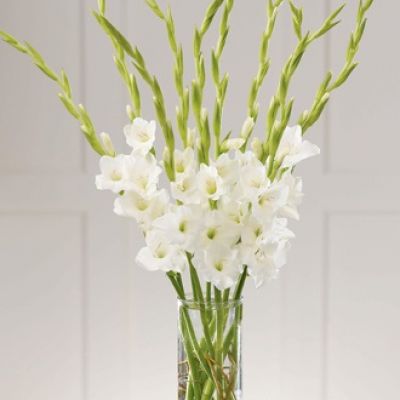 Ten pure white gladiolus are arranged in a clear glass cylinder. Pure serenity.