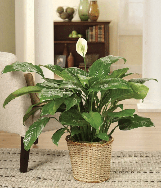 Peace Lily - Lovin Florist