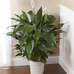 Comfort Planters