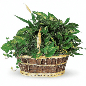 exceptional plant basket