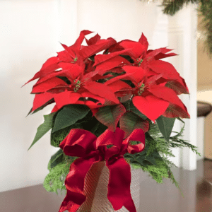 poinsettia