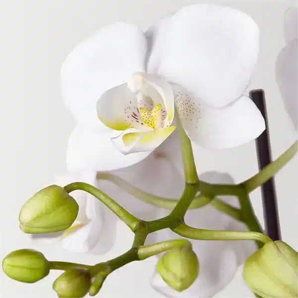 bliss white orchid