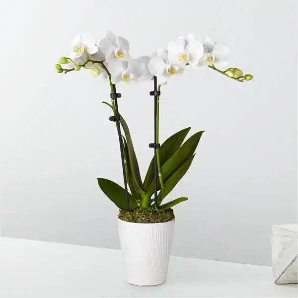 bliss white orchid