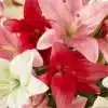 It's Fate Lily Bouquet - Image 3