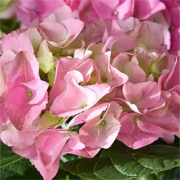 pink hydrangea closeup