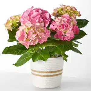 pink hydrangea plant