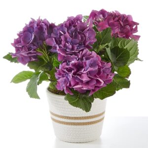 pretty purple hydrangea