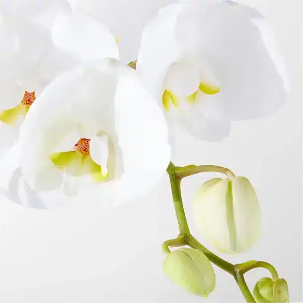 sweetheart orchid