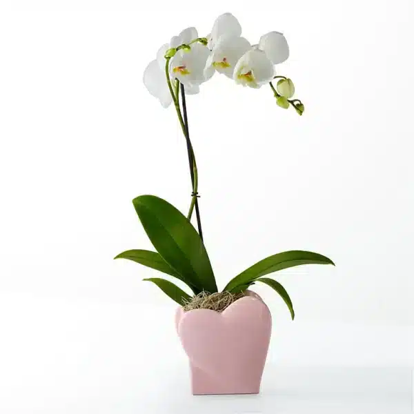 sweetheart orchid