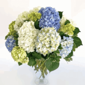 Hydrangea Hues